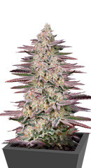 Chemical Bride fem (GHS)