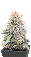 Fast Flowering OGKZ fem (Humboldt Seeds)