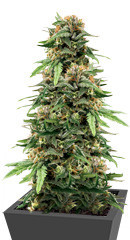 Golosa Early Version fem (Delicious Seeds) семена конопли