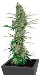 Heavy Duty Fruity regular (TH Seeds)