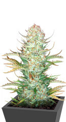 Bruce Banner Auto fem семена конопли