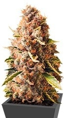 Euphoria CBD fem (RQS)