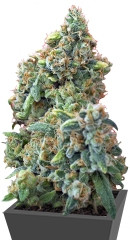 Hindu Kush (Kaya Gold) fem (Nirvana Seeds)