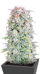 Original Afghan Kush Auto fem (FastBuds)