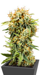 Семена конопли сорта Medusa F1 Auto