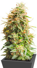 Monster Zkittles fem (Monster Genetics)