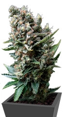 Auto Nefertiti fem (Pyramid Seeds)