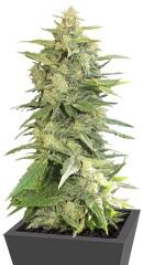 Cannatonic fem (Resin Seeds)