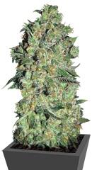 Auto Chronical fem (Bulk Seed Bank)