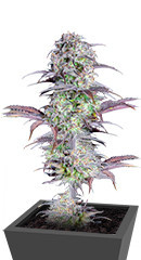 Original Blackberry auto fem (FastBuds) семена конопли