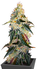 Purple Punch X Lemon Drizzle fem (Barney's Farm)