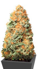 AK-49 fem (Vision Seeds)