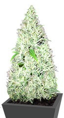 Amnesia Ganja Haze fem (Sumo Seeds)