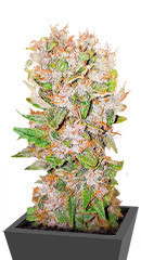 Auto Mimosa Punch fem (Advanced Seeds)