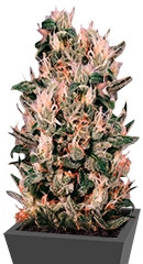 Auto Euforia fem (Dutch Passion)