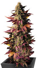 Gelato #45 fem (Barney's Farm)