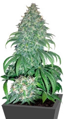 Купить семена каннабиса Super Bud
