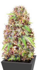 Super Mazar fem (Victory Seeds)