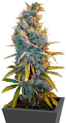 Cream Caramel fem (Sweet Seeds)
