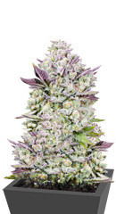 Gorilla Cookies Auto fem (FastBuds Seeds) семена конопли