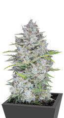 Orange Sherbet Auto fem (FastBuds)