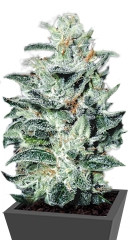Sensi Star fem (Paradise Seeds)
