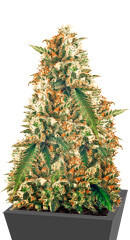 Afghanica fem (Anesia Seeds)