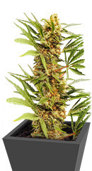 Dozy Cake fem (AlphaFem Seeds) семена конопли