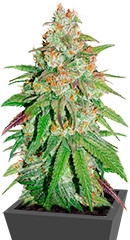 Glueberry O.G. fem (Dutch Passion)