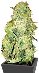 Goldmine fem (Heavyweight Seeds)