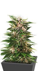 Kaya 47 fem (Advanced Seeds)