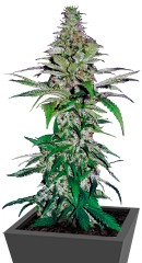 Northern Lights fem (Pyramid Seeds)