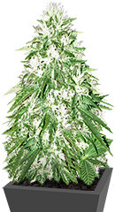 Zombie Haze fem (Sumo Seeds)