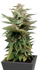 Blue Thai fem (Dinafem Seeds)