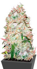 Bulk Smash Auto fem (Dr. Krippling Seeds) семена конопли