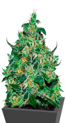 Critical Jack Herer Auto fem (Delicious Seeds)