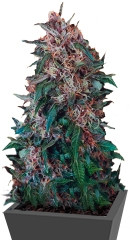 Hollands Hope regular (Dutch Passion)