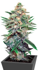 Snegurochka fem (Dutch Passion)