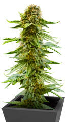 Also Know 47 Autoflower fem (Seedkeepers)
