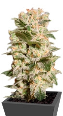 Belladonna fem (Paradise Seeds)