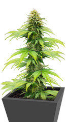 CBG-Force fem (Dutch Passion)