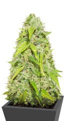 Devotchka Auto fem (Doctor’s Choiсe)