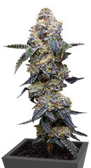 Farmer’s Daughter fem (Humboldt Seed Company) семена конопли