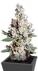 L.A. Amnesia fem (Paradise Seeds)