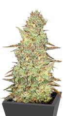 Mimosa Cake Auto fem семена конопли