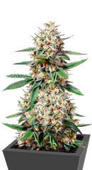 Nova OG fem (Anesia Seeds)