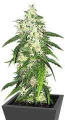 Swiss Cheese Automatic fem (Nirvana Seeds)