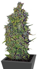 VIP Dwarf Auto fem (VIP seeds)