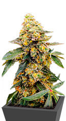 Tarte Tatin fem (GHS)