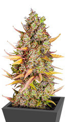 Wedding Cheesecake FF fem (FastBuds)